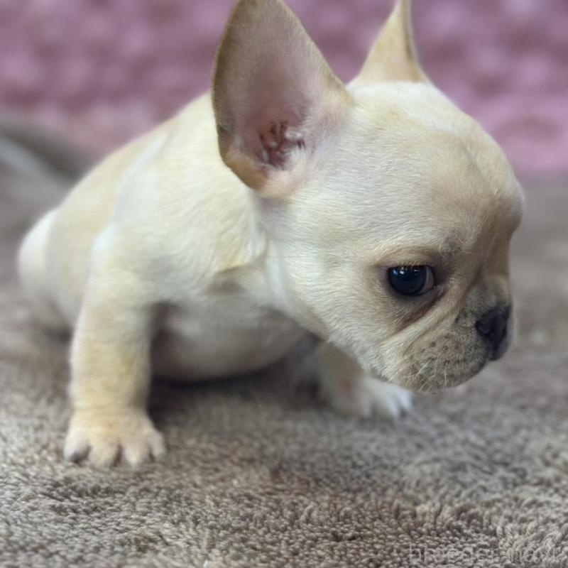 販売中の茨城県のフレンチブルドッグ-456796の10枚目