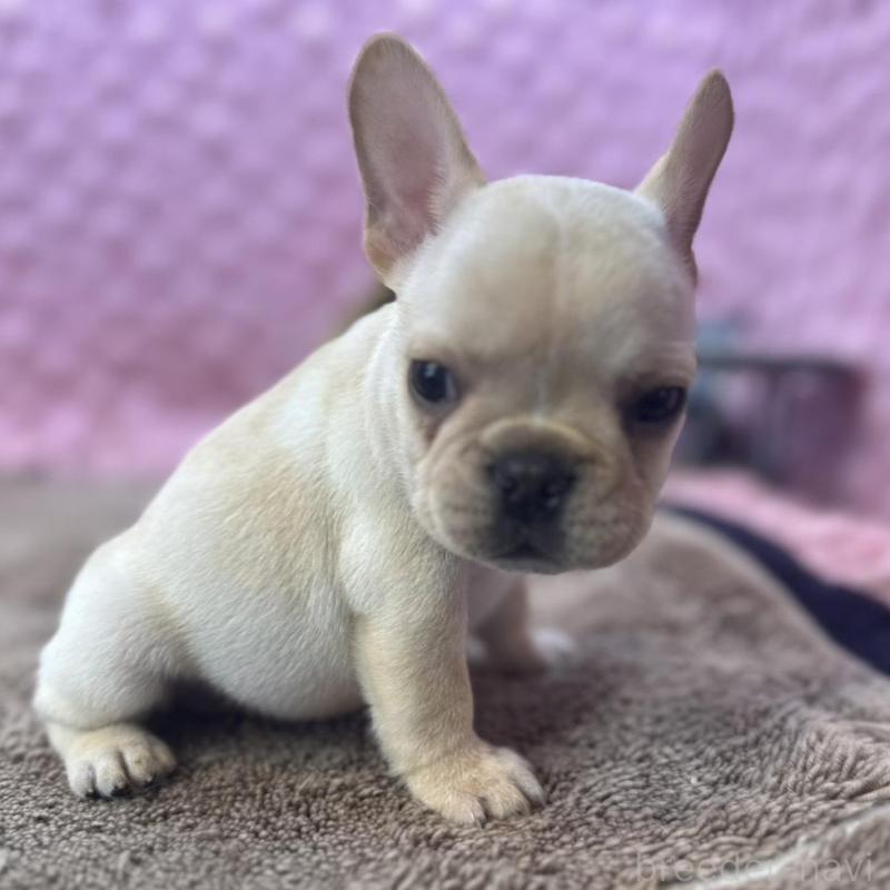 販売中の茨城県のフレンチブルドッグ-456796の9枚目