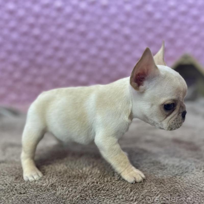 販売中の茨城県のフレンチブルドッグ-456796の8枚目