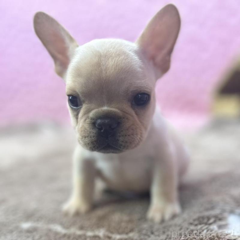 販売中の茨城県のフレンチブルドッグ-456796の7枚目