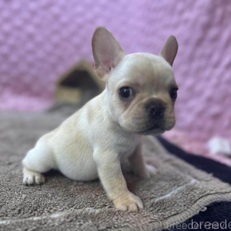 販売中の茨城県のフレンチブルドッグ-456796の6枚目