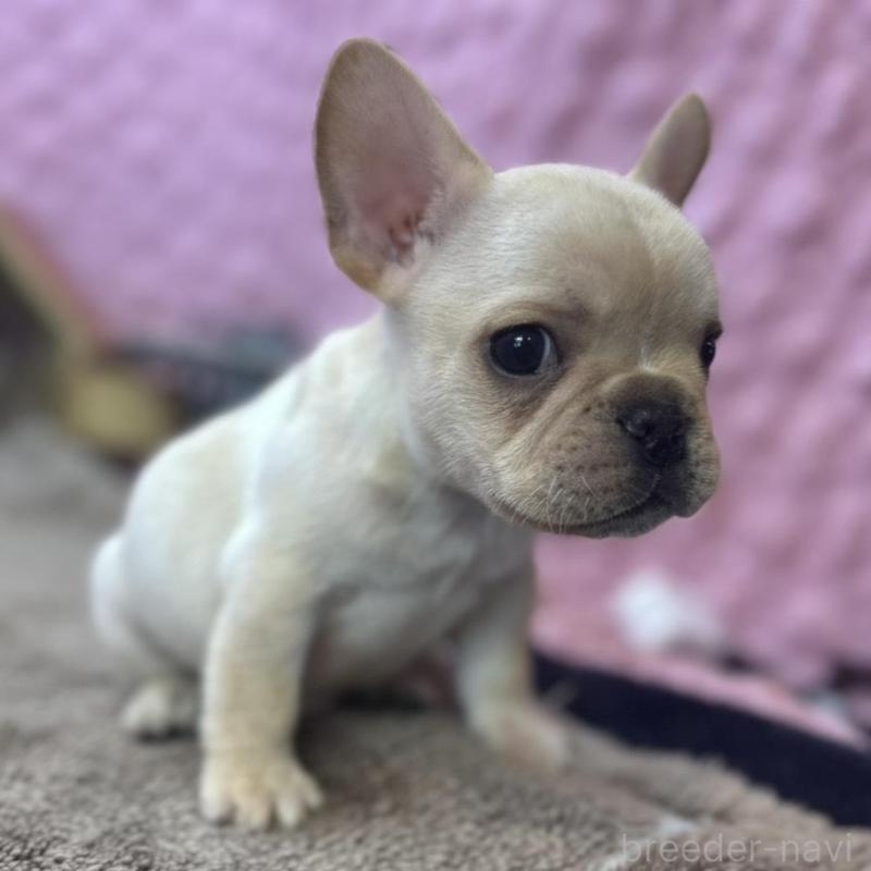 販売中の茨城県のフレンチブルドッグ-456796の5枚目