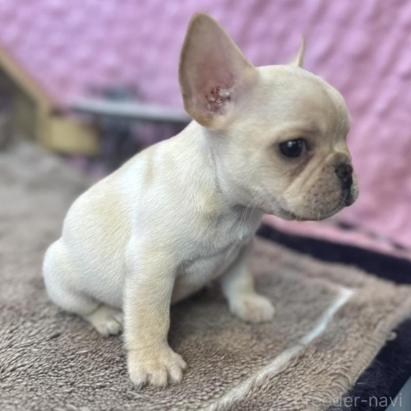 販売中の茨城県のフレンチブルドッグ-456796の4枚目