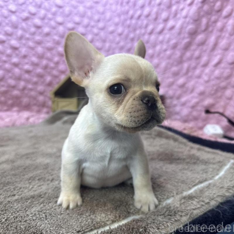 販売中の茨城県のフレンチブルドッグ-456796の3枚目
