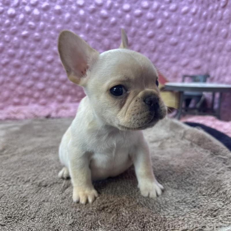 販売中の茨城県のフレンチブルドッグ-456796の2枚目