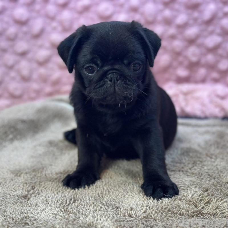 販売中の茨城県のパグ-456799の13枚目