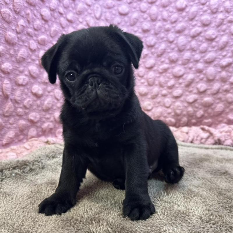 販売中の茨城県のパグ-456799の12枚目