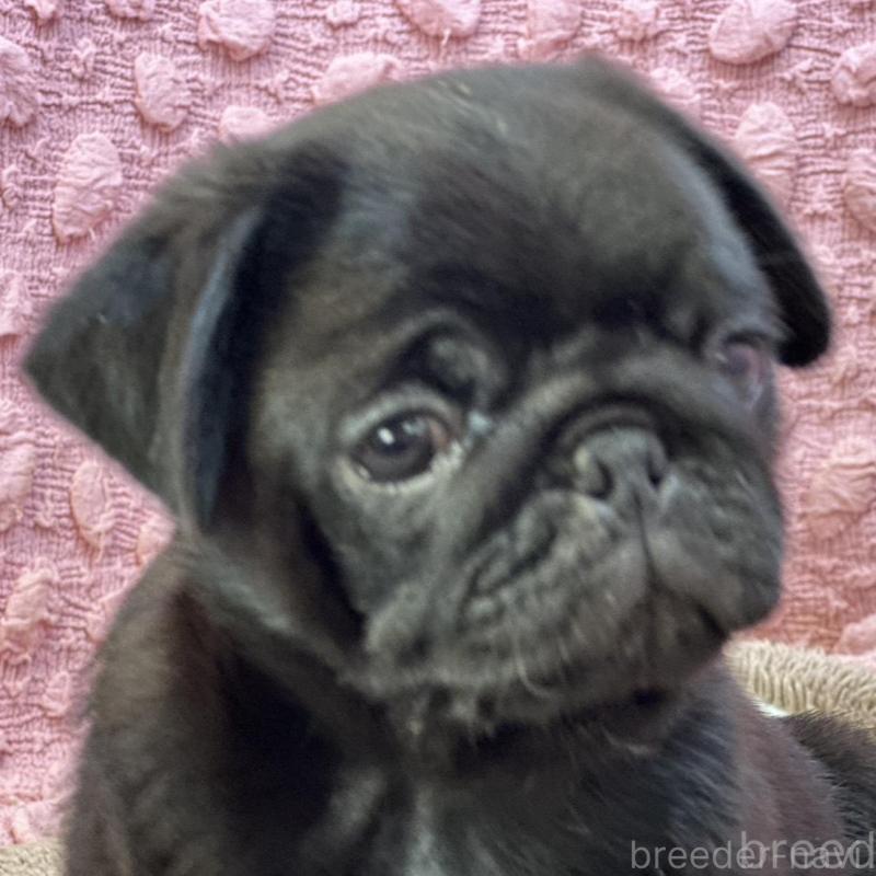 販売中の茨城県のパグ-456799の11枚目