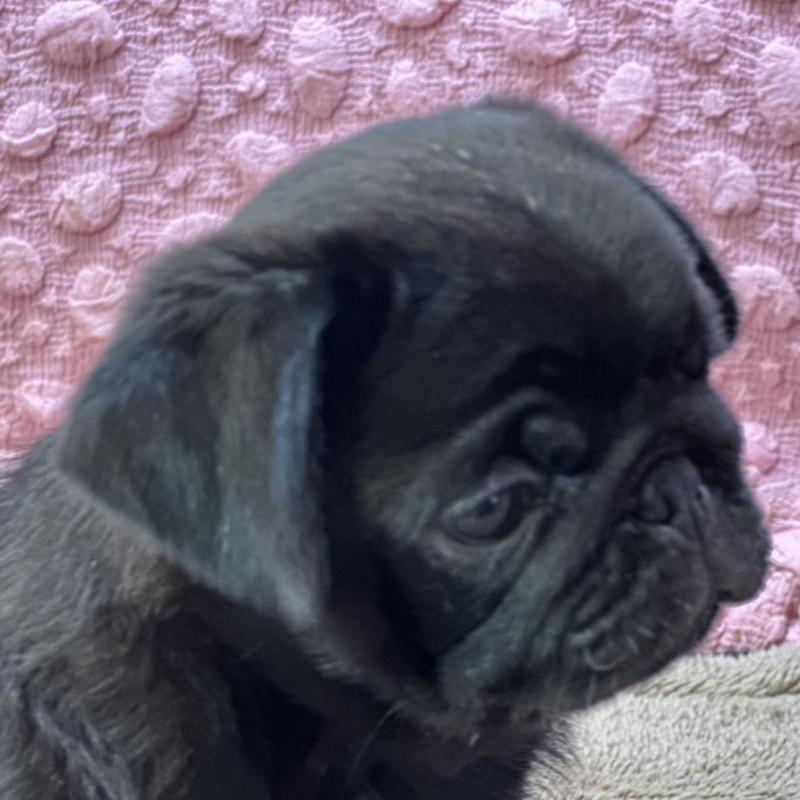 販売中の茨城県のパグ-456799の10枚目