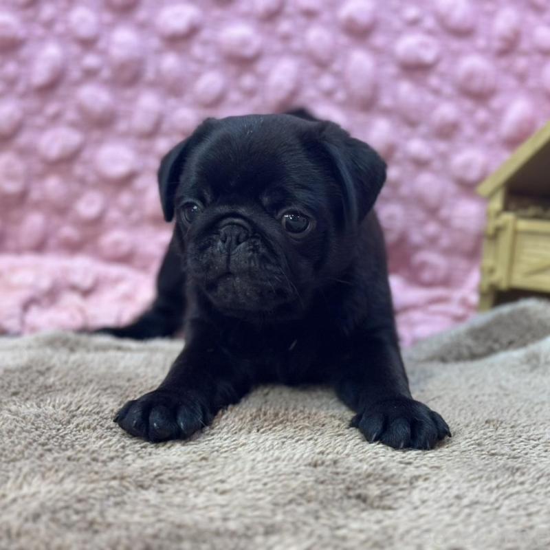 販売中の茨城県のパグ-456799の9枚目