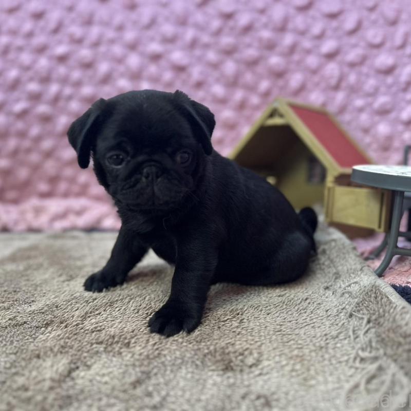 販売中の茨城県のパグ-456799の8枚目