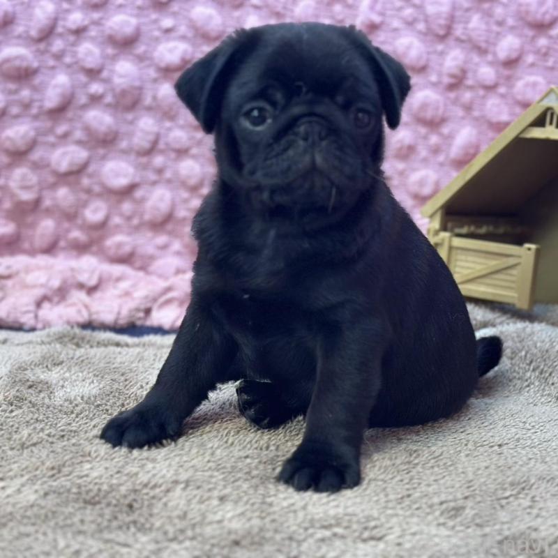 販売中の茨城県のパグ-456799の7枚目