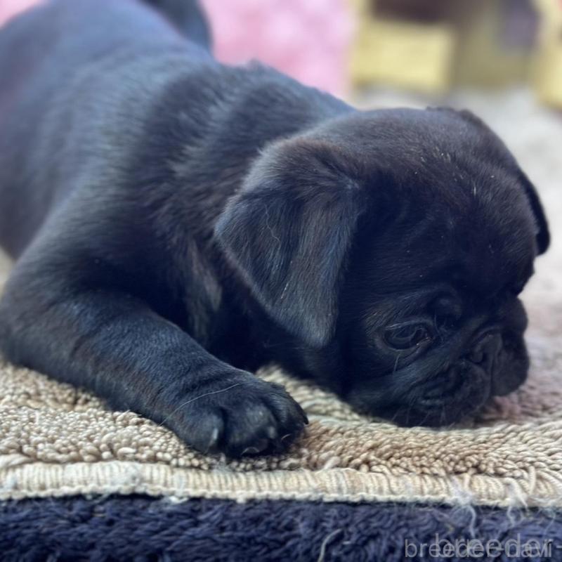 販売中の茨城県のパグ-456799の6枚目