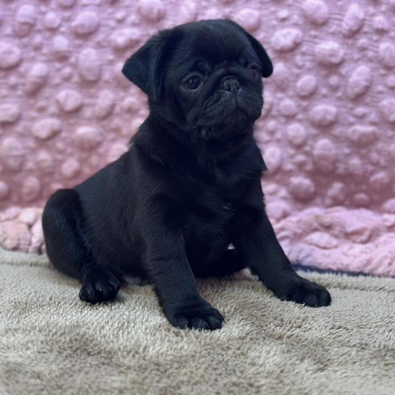 販売中の茨城県のパグ-456799の5枚目