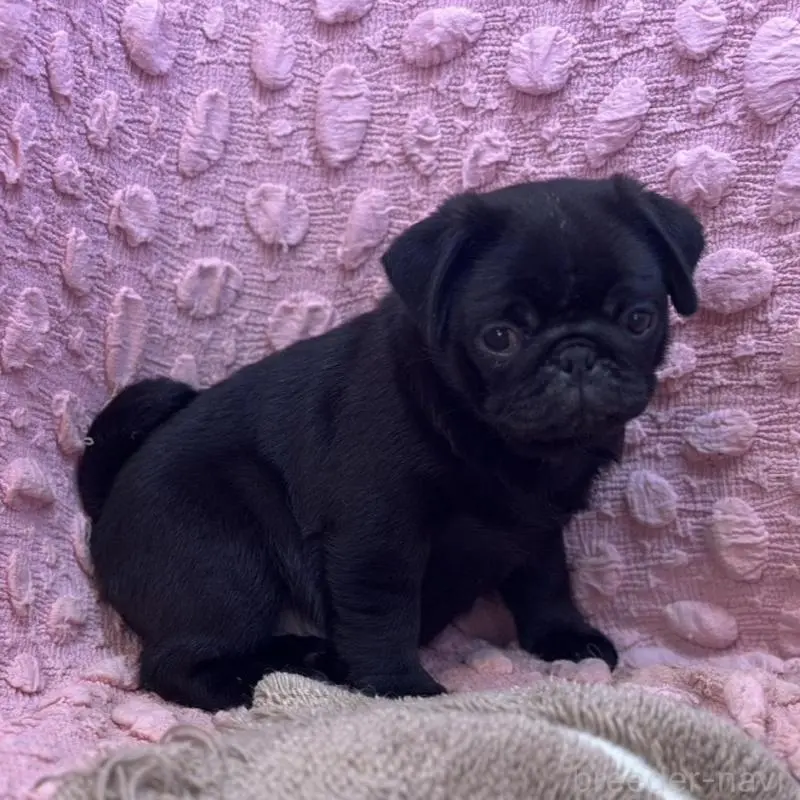 販売中の茨城県のパグ-456799の4枚目