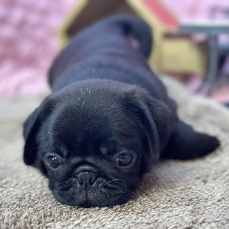 販売中の茨城県のパグ-456799の3枚目