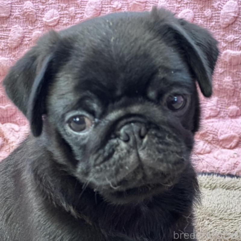 販売中の茨城県のパグ-456799の2枚目