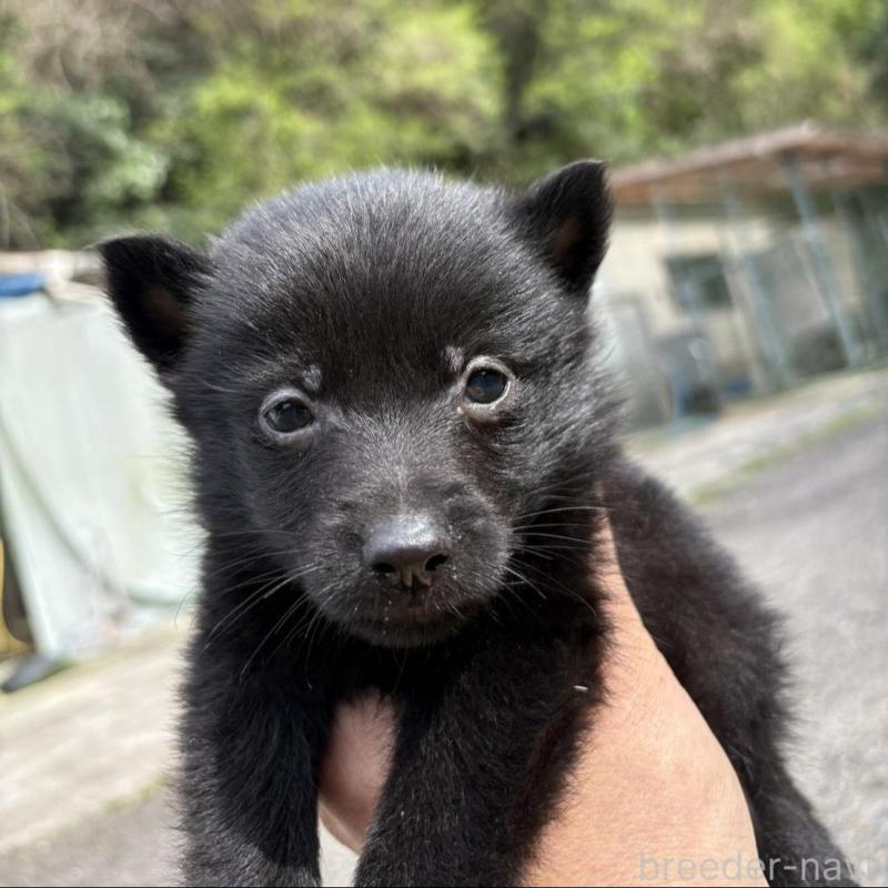 販売中の千葉県のスキッパーキ-456801の4枚目