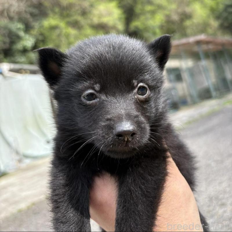 販売中の千葉県のスキッパーキ-456801の3枚目