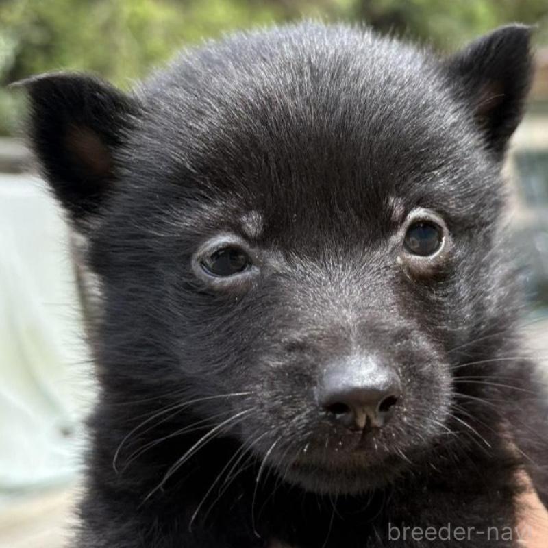 販売中の千葉県のスキッパーキ-456801の2枚目