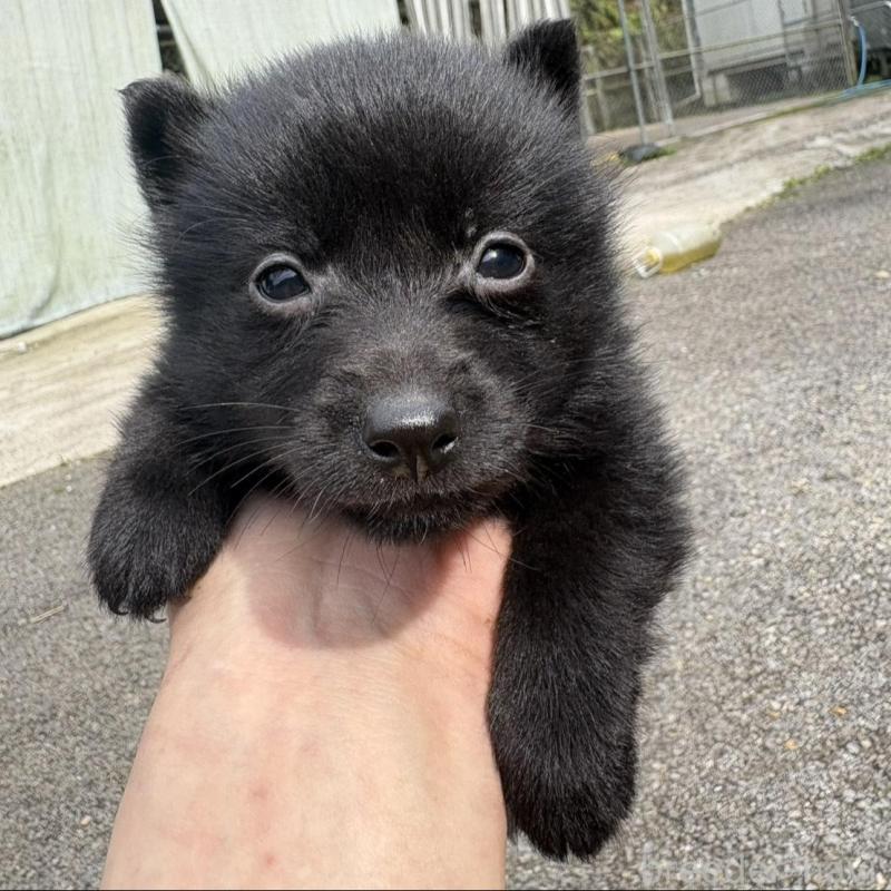 販売中の千葉県のスキッパーキ-456802の2枚目