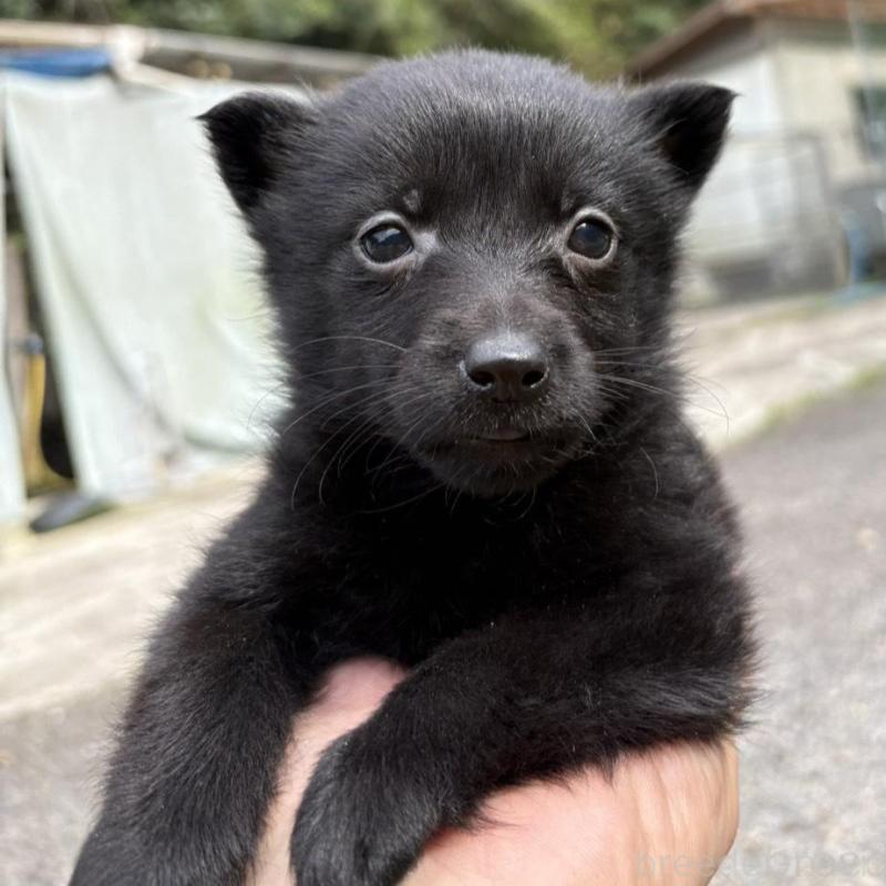 販売中の千葉県のスキッパーキ-456808の4枚目