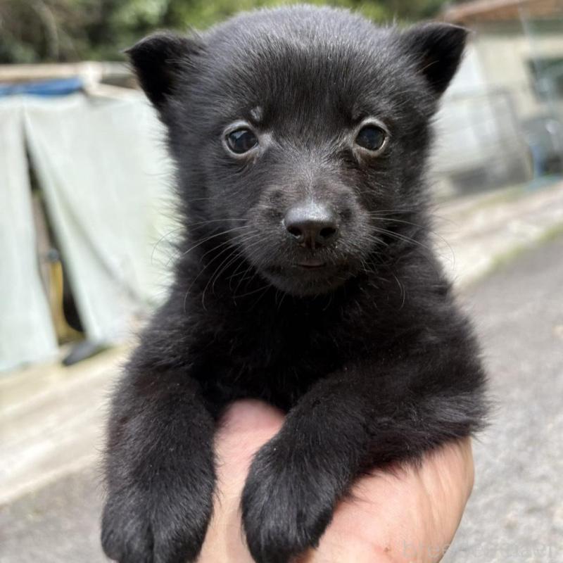 販売中の千葉県のスキッパーキ-456808の3枚目