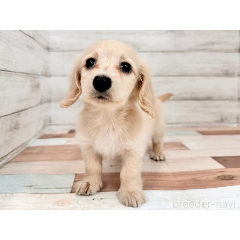 販売中の新潟県のミニチュアダックスフンド(ロングヘアード)-456803の5枚目