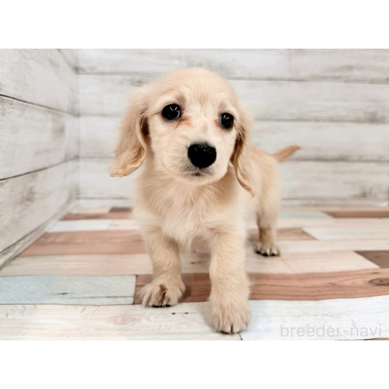 販売中の新潟県のミニチュアダックスフンド(ロングヘアード)-456803の4枚目