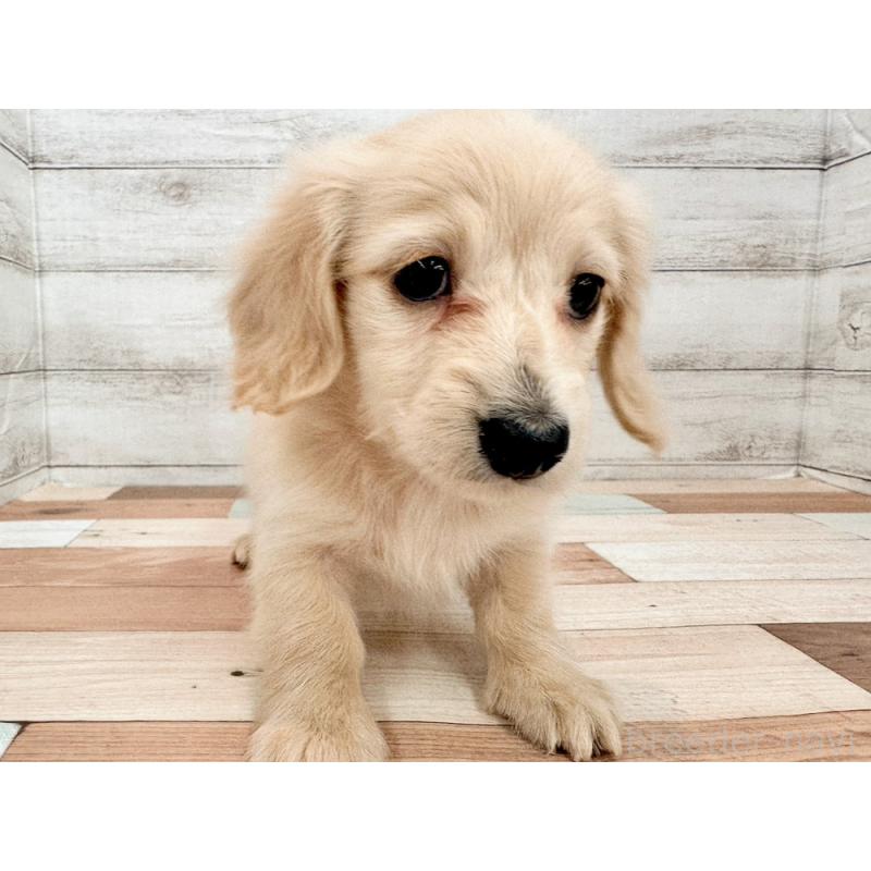 販売中の新潟県のミニチュアダックスフンド(ロングヘアード)-456803の3枚目