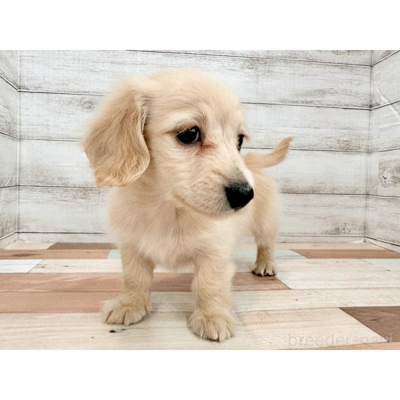 販売中の新潟県のミニチュアダックスフンド(ロングヘアード)-456803の2枚目