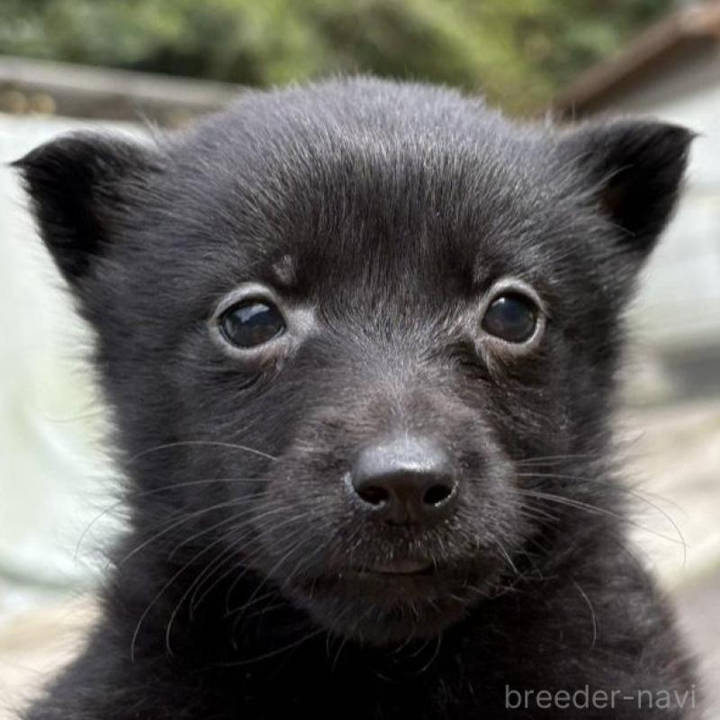 販売中の千葉県のスキッパーキ-456808の2枚目