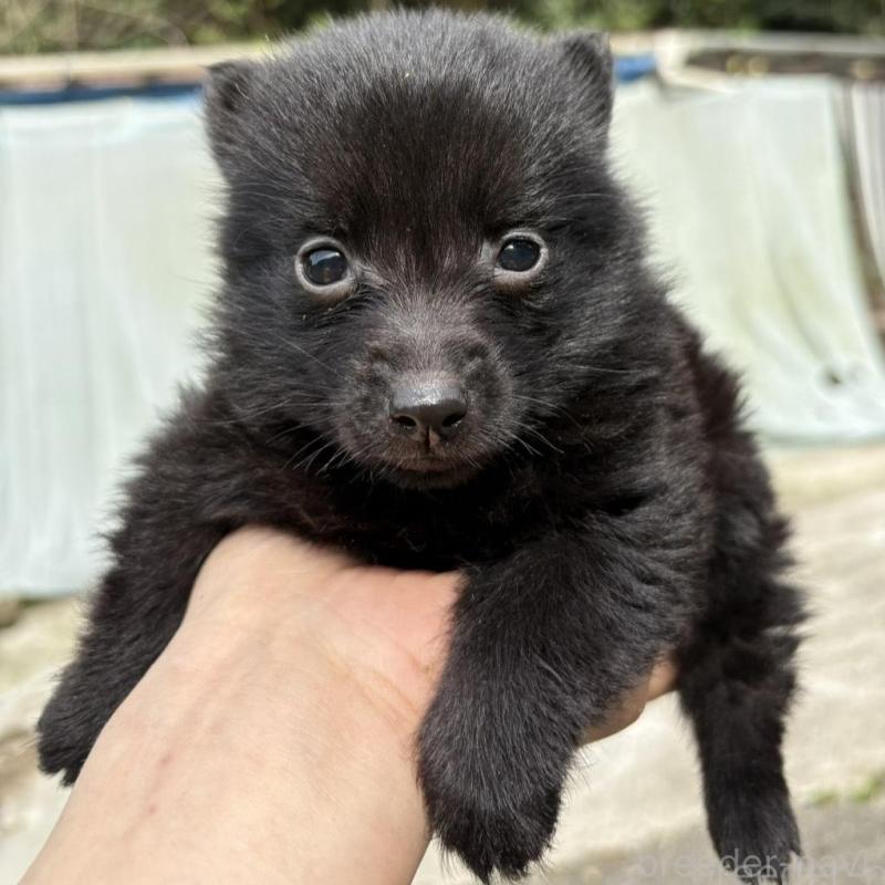 販売中の千葉県のスキッパーキ-456811の6枚目