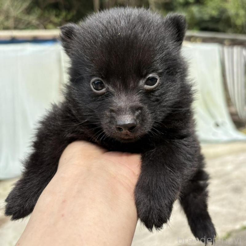 販売中の千葉県のスキッパーキ-456811の5枚目