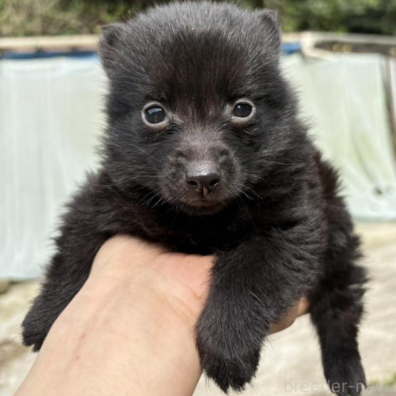 販売中の千葉県のスキッパーキ-456811の4枚目