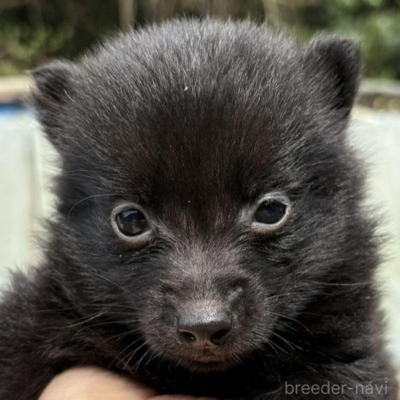 販売中の千葉県のスキッパーキ-456811の3枚目