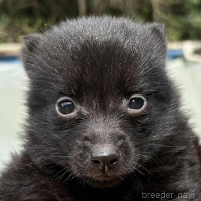 販売中の千葉県のスキッパーキ-456811の2枚目