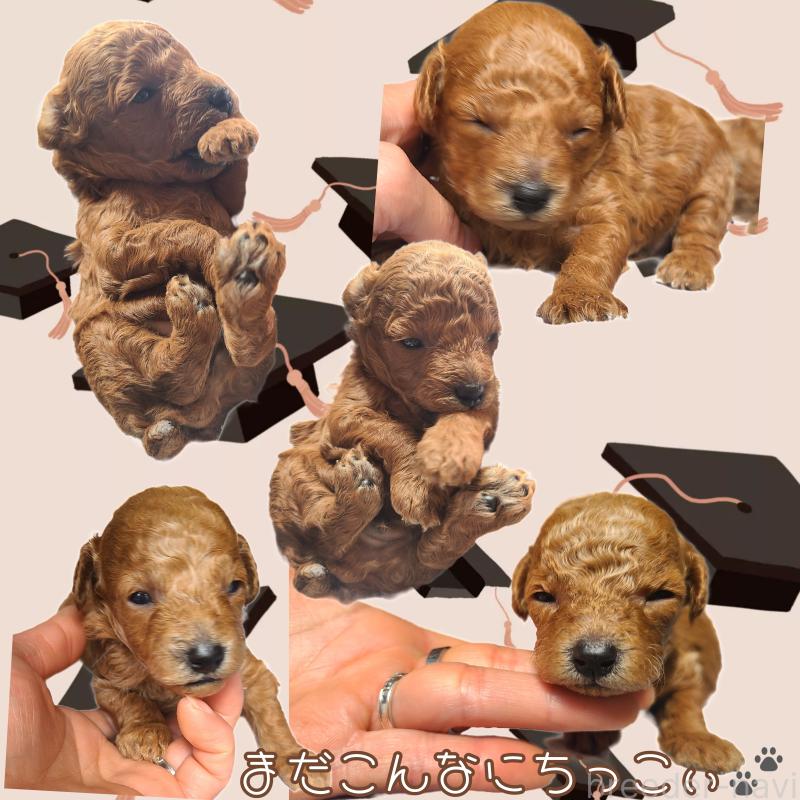 販売中の熊本県のタイニープードル-454812