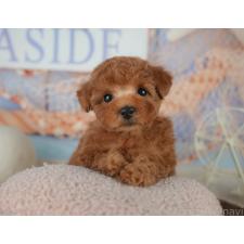 ♀︎トイプードル