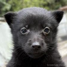 ♀︎スキッパーキ