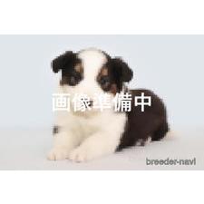 ♀︎ボーダーコリー