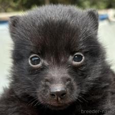 ♀︎スキッパーキ