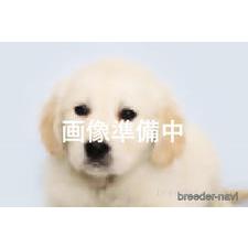 ♀︎ゴールデンレトリーバー