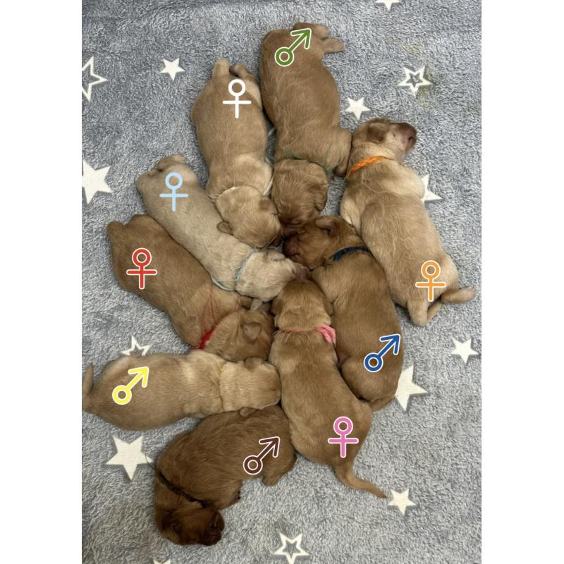 販売中の埼玉県のゴールデンドゥードル:ゴールデンレトリーバー×プードル-456833の3枚目