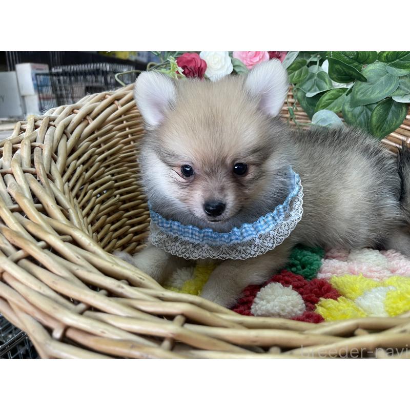 販売中の愛媛県のポメチワ:ポメラニアン×チワワ-456851の5枚目