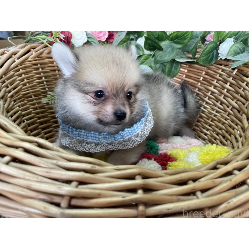 販売中の愛媛県のポメチワ:ポメラニアン×チワワ-456851の4枚目