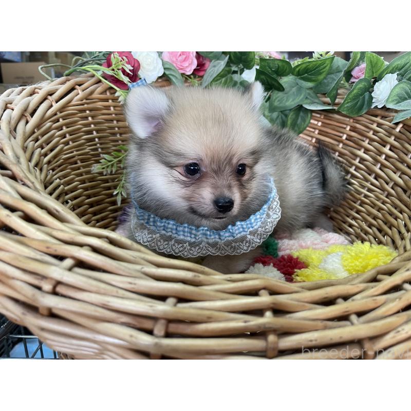 販売中の愛媛県のポメチワ:ポメラニアン×チワワ-456851の3枚目