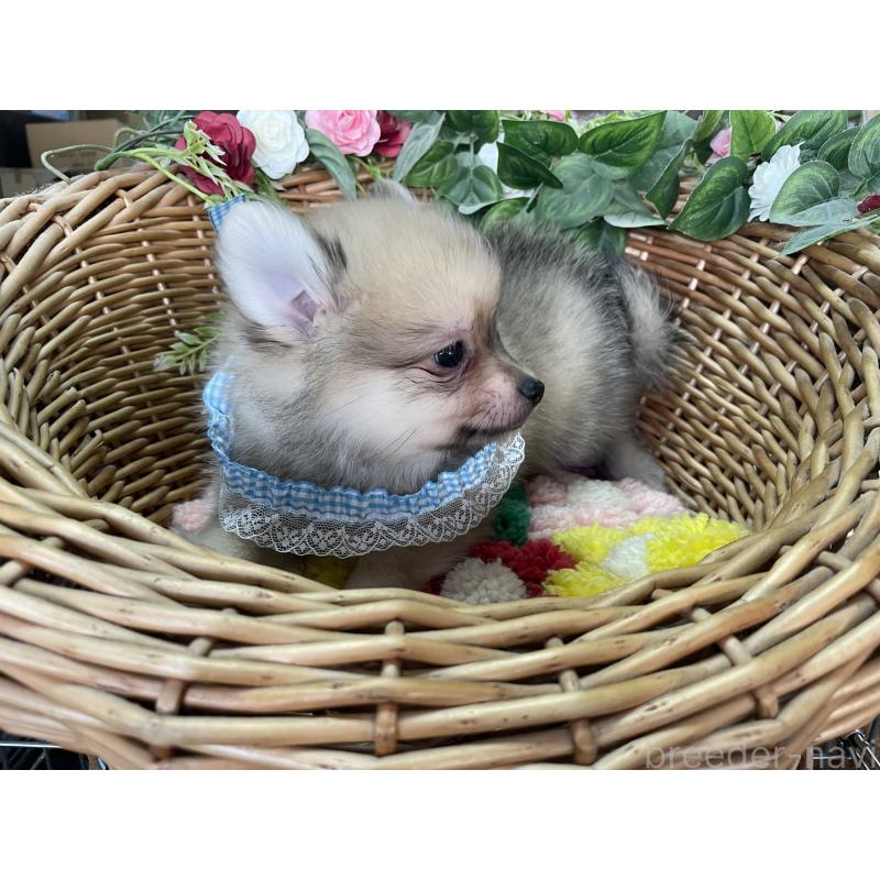 販売中の愛媛県のポメチワ:ポメラニアン×チワワ-456851の2枚目