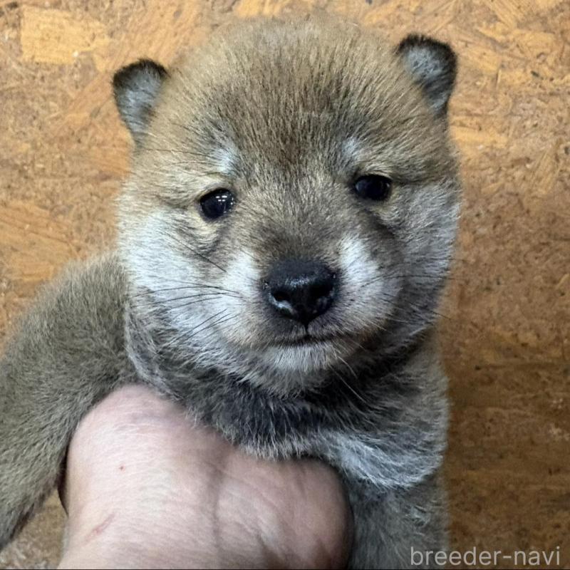 販売中の千葉県の豆柴-456846の4枚目