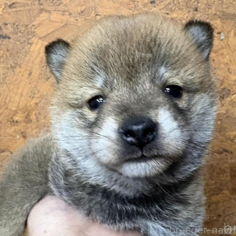 販売中の千葉県の豆柴-456846の3枚目